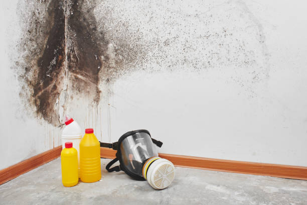 Home Mold Removal in Verdi, NV