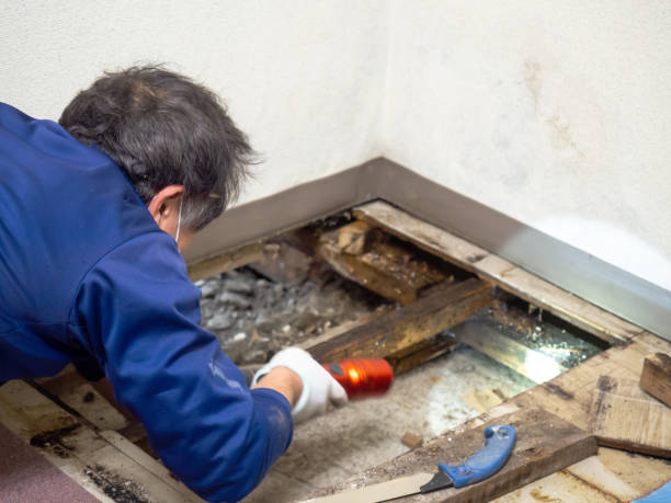 Best Professional Mold Removal  in Verdi, NV