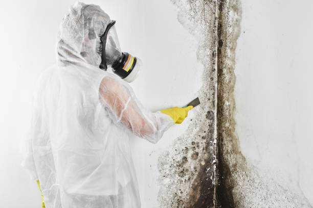 Best Certified Mold Removal  in Verdi, NV