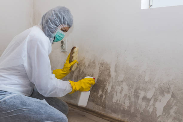 Best Crawl Space Mold Removal  in Verdi, NV