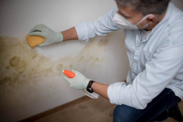 Best Mold Damage Repair  in Verdi, NV