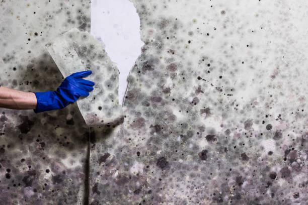 Best Black Mold Removal  in Verdi, NV